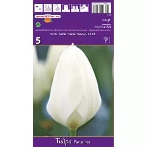 Tulipan Fosteriana Purissima
