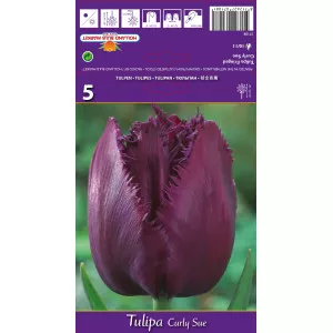 Resasti tulipani Curly Sue