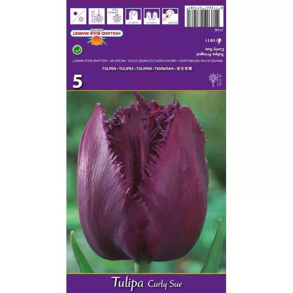 Resasti tulipani Curly Sue
