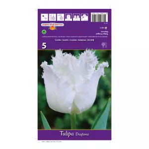 Resasti tulipani Daytona