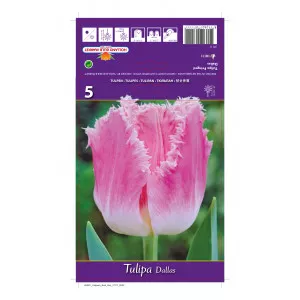 Tulipan resasti Dallas