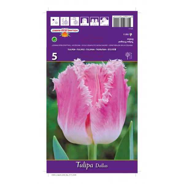 Tulipan resasti Dallas