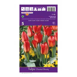 Tulipani Greigii Oriental Beauty