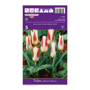 Tulipani Kaufmanniana Johann Strauss
