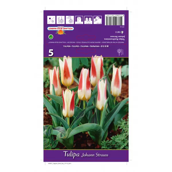 Tulipani Kaufmanniana Johann Strauss