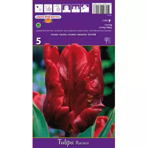 Papagaj tulipani Rococo