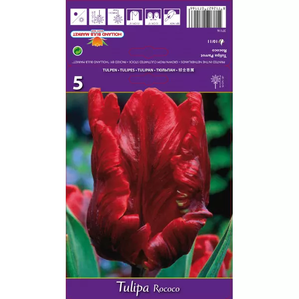 Papagaj tulipani Rococo