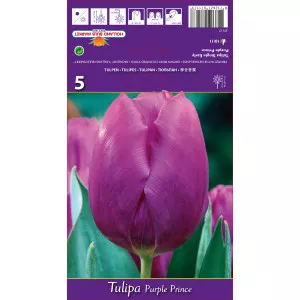 Tulipan Purple Prince