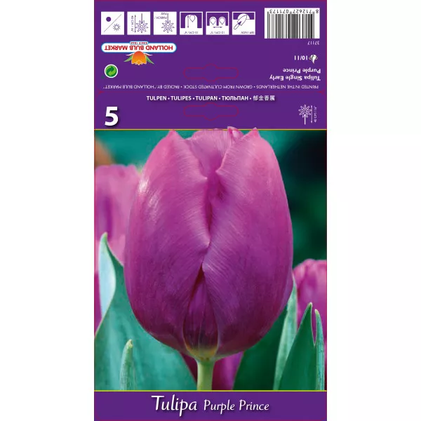 Tulipan Purple Prince