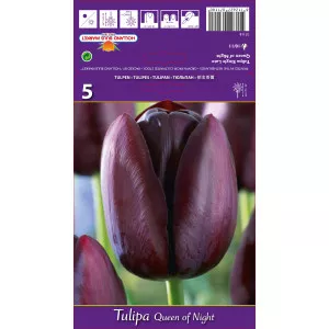 Tulipan Queen of Night
