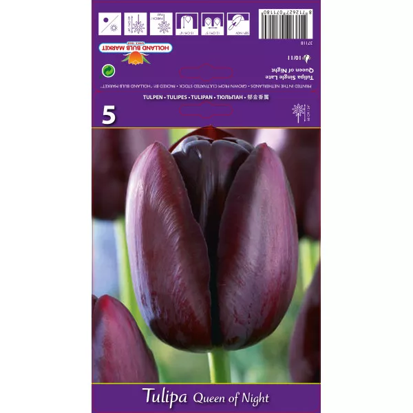 Tulipan Queen of Night
