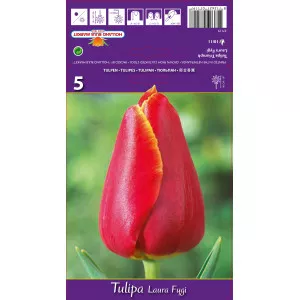 Tulipani Triumph Laura Fygi
