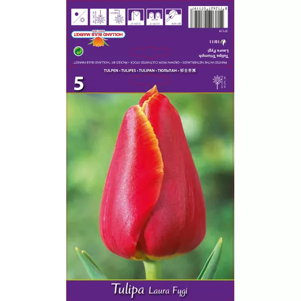 Tulipani Triumph Laura Fygi