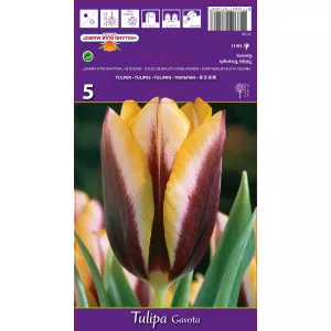 Tulipani Triumph Gavota