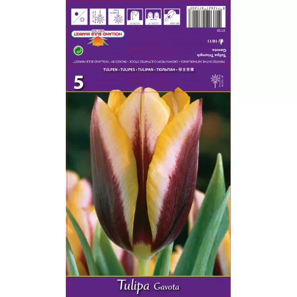 Tulipani Triumph Gavota