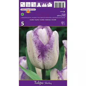 Tulipani Triumph Shirley