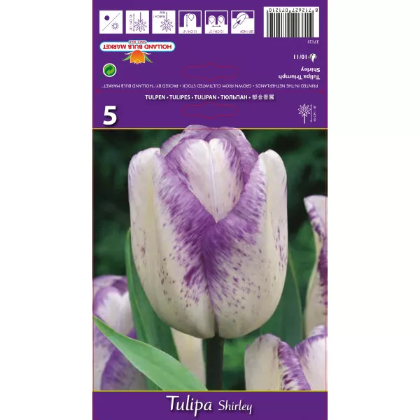 Tulipani Triumph Shirley