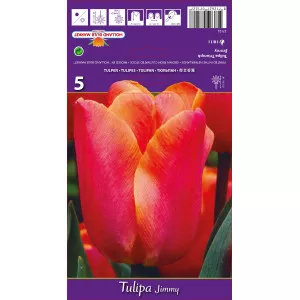 Tulipan Triumph Jimmy