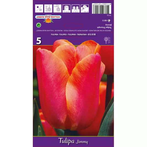 Tulipan Triumph Jimmy