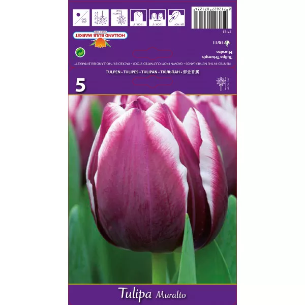 Tulipani Triumph Muralto