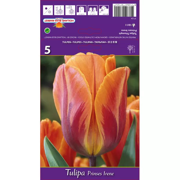 Tulipani Triumph Princess Irene