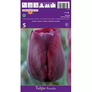 Tulipani Triumph Ronaldo