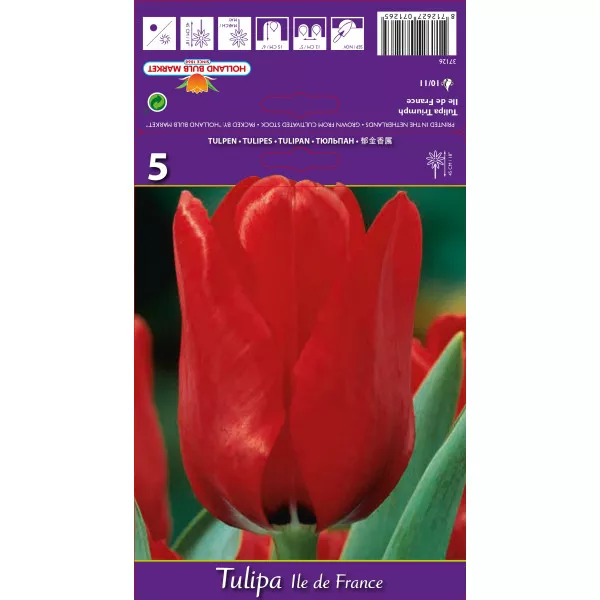 Tulipani Triumph Ile de France