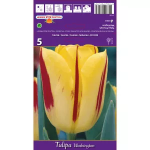 Tulipani Triumph Washington