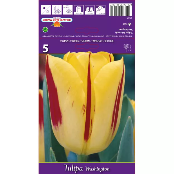 Tulipani Triumph Washington