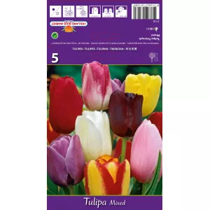 Tulipani Triumph mix multicolor