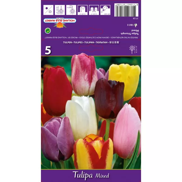 Tulipani Triumph mix multicolor