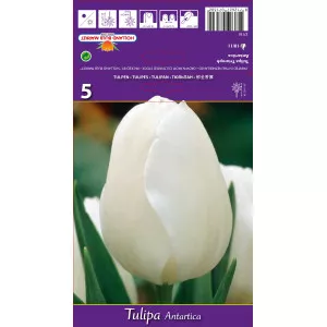 Tulipani Triumph Antartica