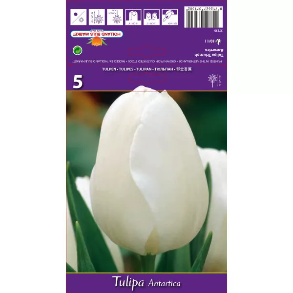 Tulipani Triumph Antartica