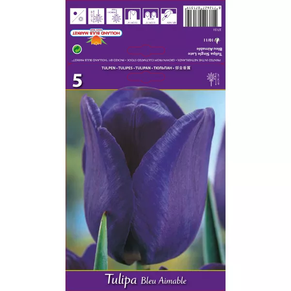 Tulipani Triumph Blue Aimable