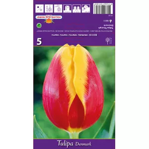 Tulipani Triumph Denmark