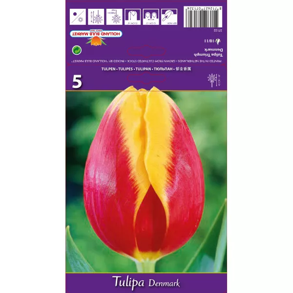 Tulipani Triumph Denmark