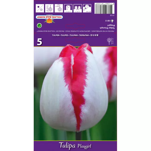 Tulipani Triumph Playgirl