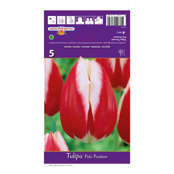 Tulipani Triumph Pole Position