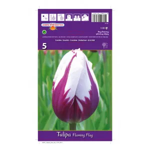 Tulipani Triumph Flaming Flag