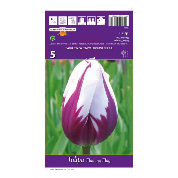 Tulipani Triumph Flaming Flag