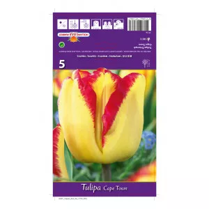 Tulipani Cape Town