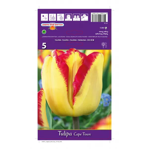 Tulipani Cape Town