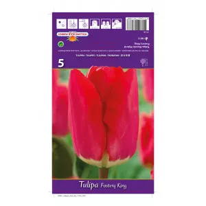 Tulipani Darwin Fostery King