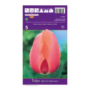 Tulipani Darwin Apricot Impression