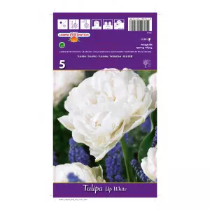 Dupli tulipani (puni) Up White