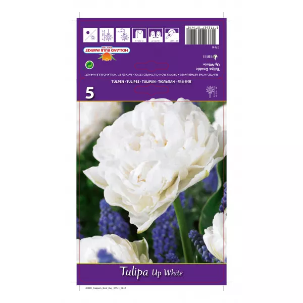 Dupli tulipani (puni) Up White