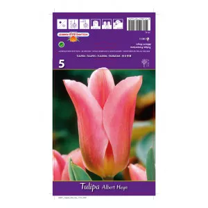 Tulipani Fosteriana Albert Heyn