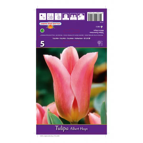 Tulipani Fosteriana Albert Heyn