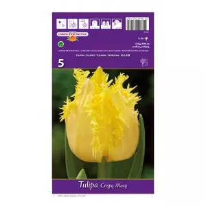 Resasti tulipani Crispy Mary