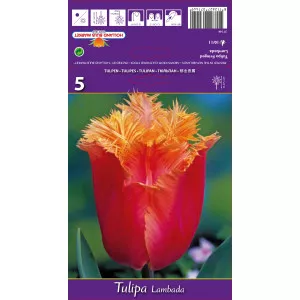 Resasti tulipani Lambada